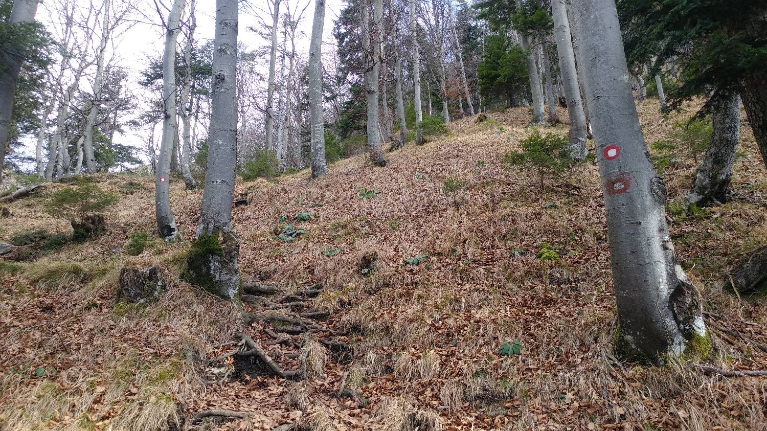 Laško - Planinski dom na Kališču slika 12