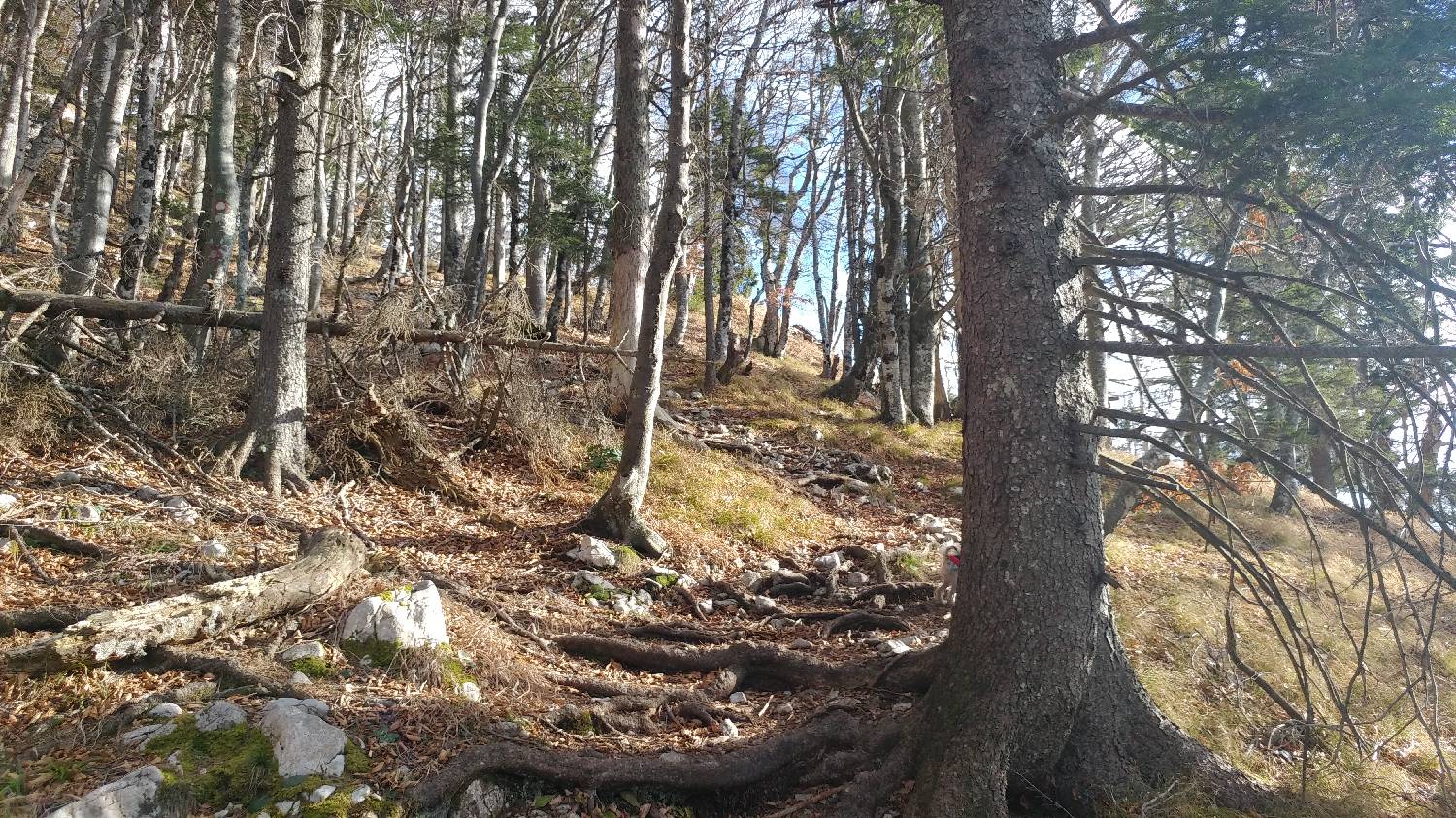Laško - Planinski dom na Kališču slika 20