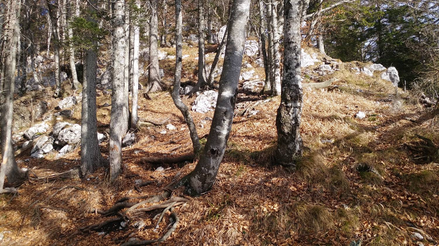 Laško - Planinski dom na Kališču slika 22