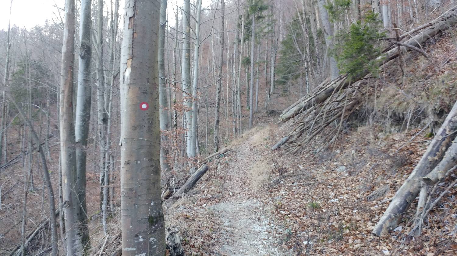 Nad Idrijo (pri rampi) - Koča na Hleviški planini slika 12