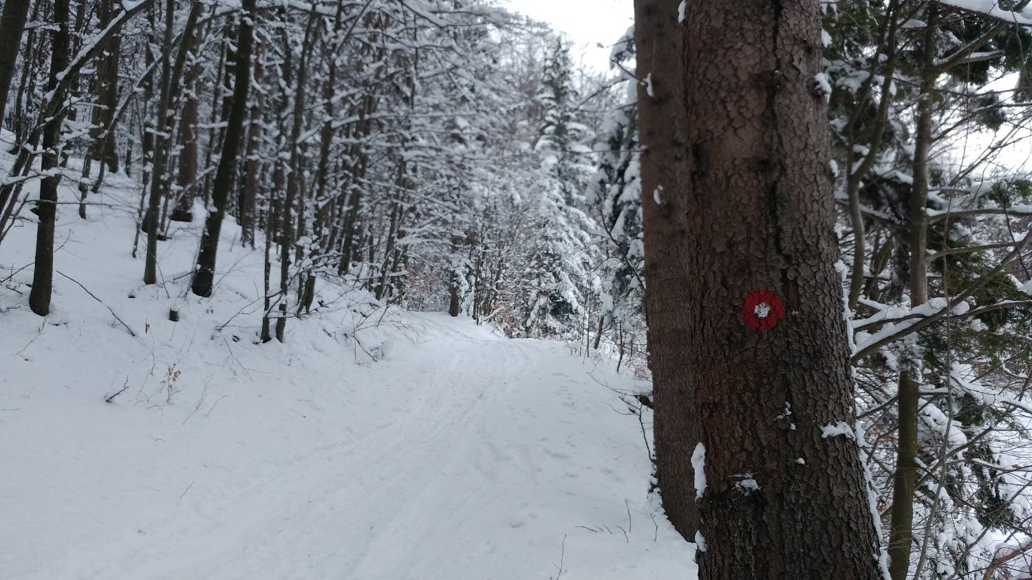 Lome - Pirnatova koča na Javorniku slika 5