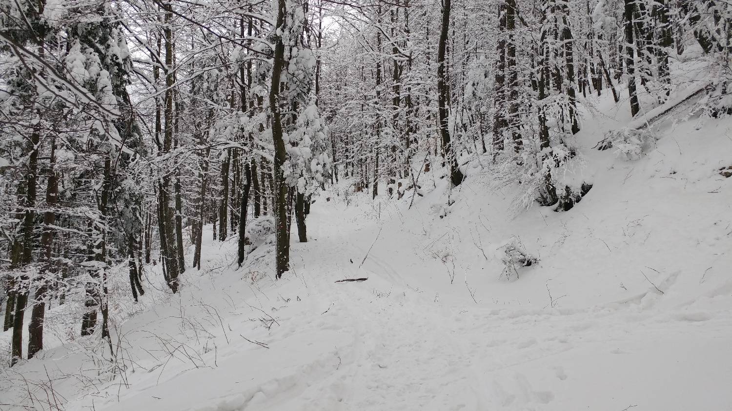 Lome - Pirnatova koča na Javorniku slika 6