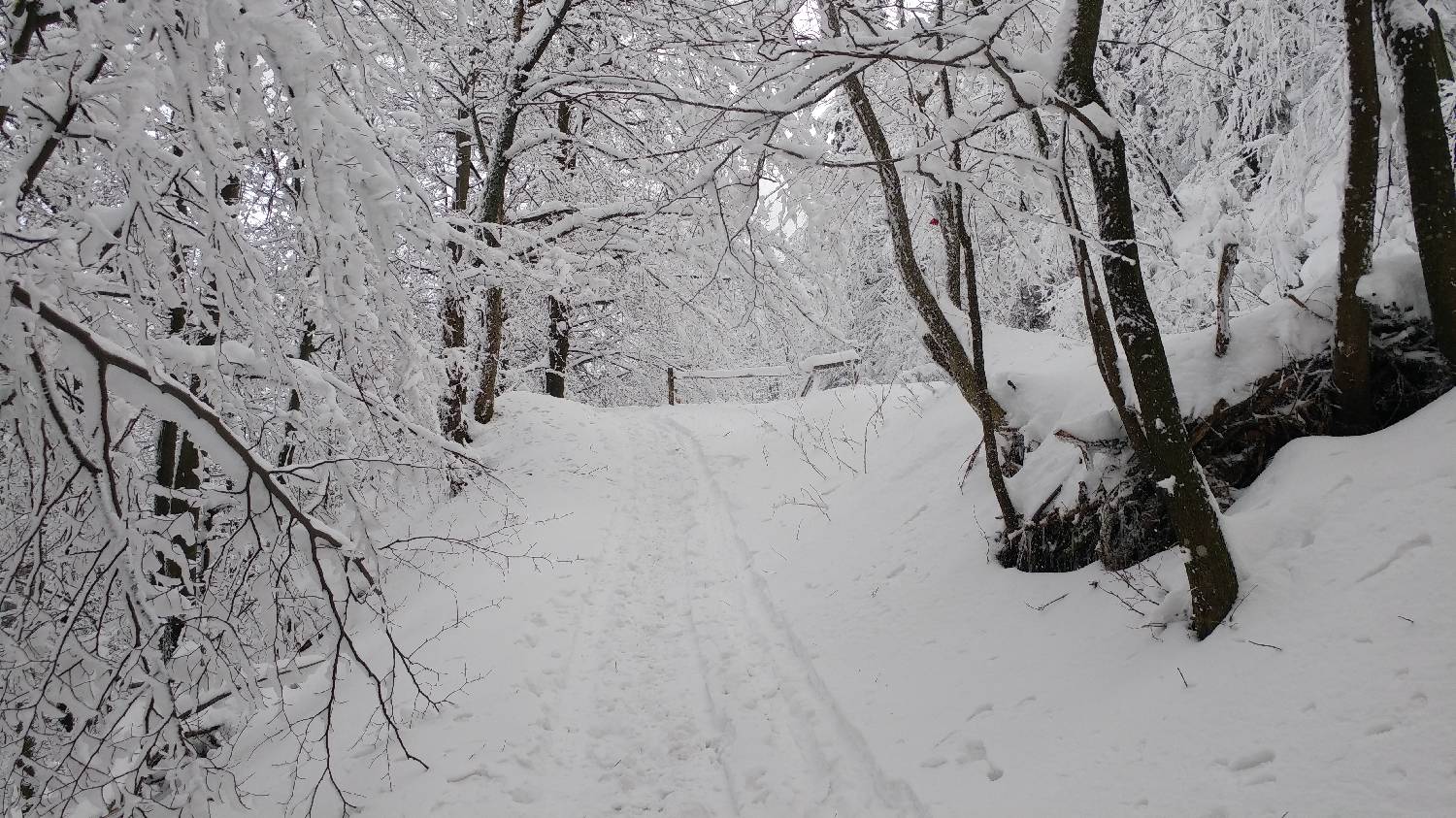 Lome - Pirnatova koča na Javorniku slika 7