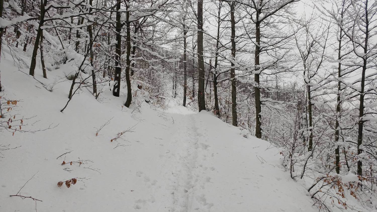 Lome - Pirnatova koča na Javorniku slika 15
