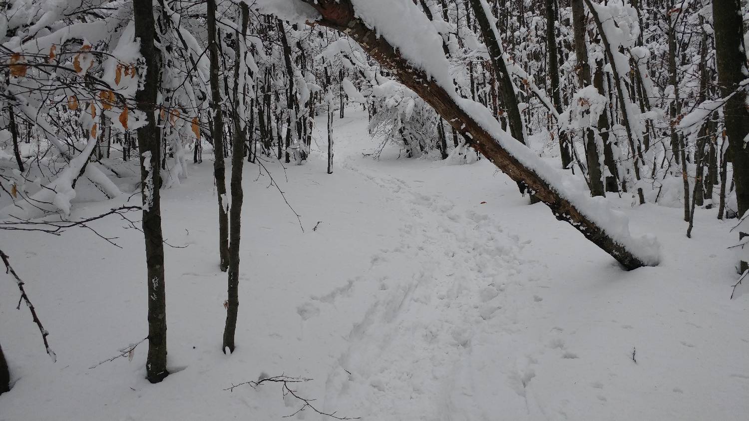 Lome - Pirnatova koča na Javorniku slika 19