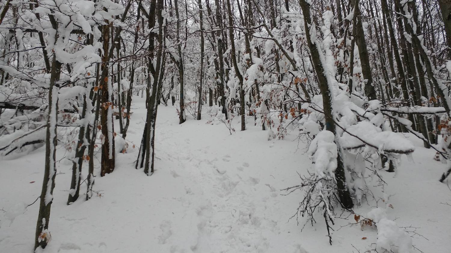 Lome - Pirnatova koča na Javorniku slika 20