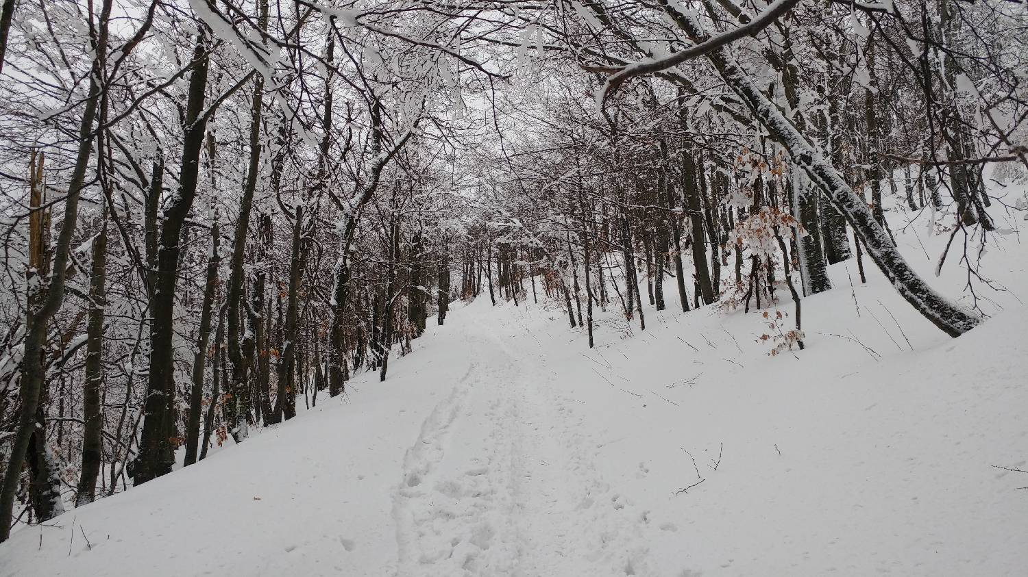 Lome - Pirnatova koča na Javorniku slika 21