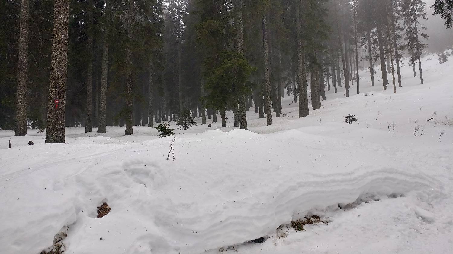 Koča na Pesku - Rogla slika 3