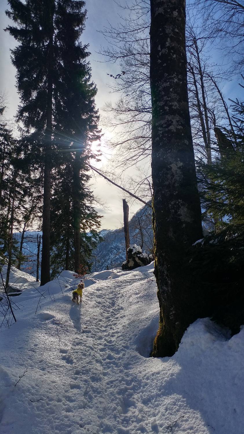 Planinski dom Savica - Dom na Komni slika 11
