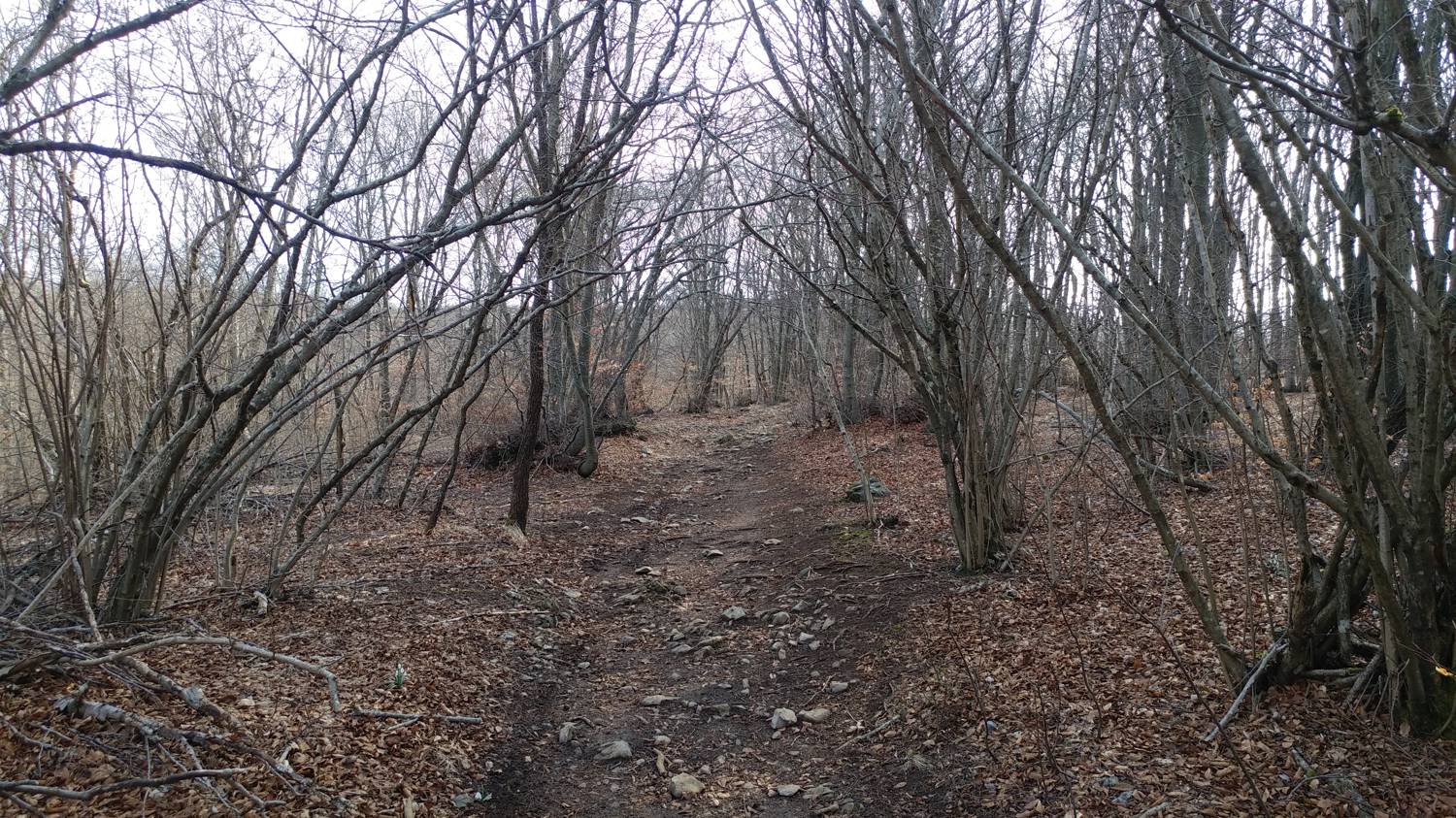 Loščica - Vremščica slika 16