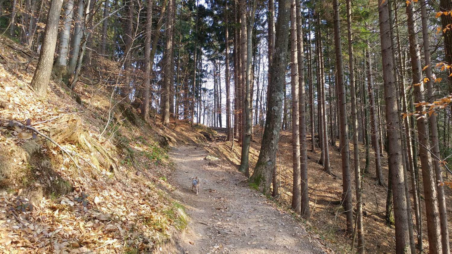 Breznica - Lubnik slika 10