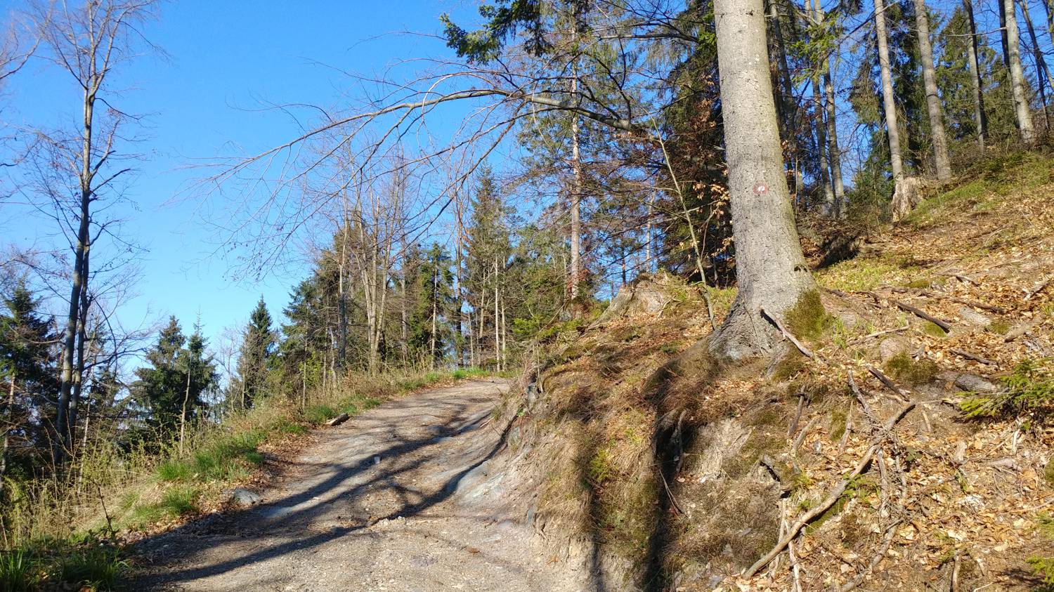 Laze (Gorenja vas) - Črni vrh (smučišče Cerkno) slika 4