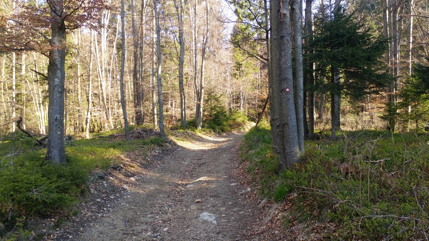 Laze (Gorenja vas) - Črni vrh (smučišče Cerkno) slika 5
