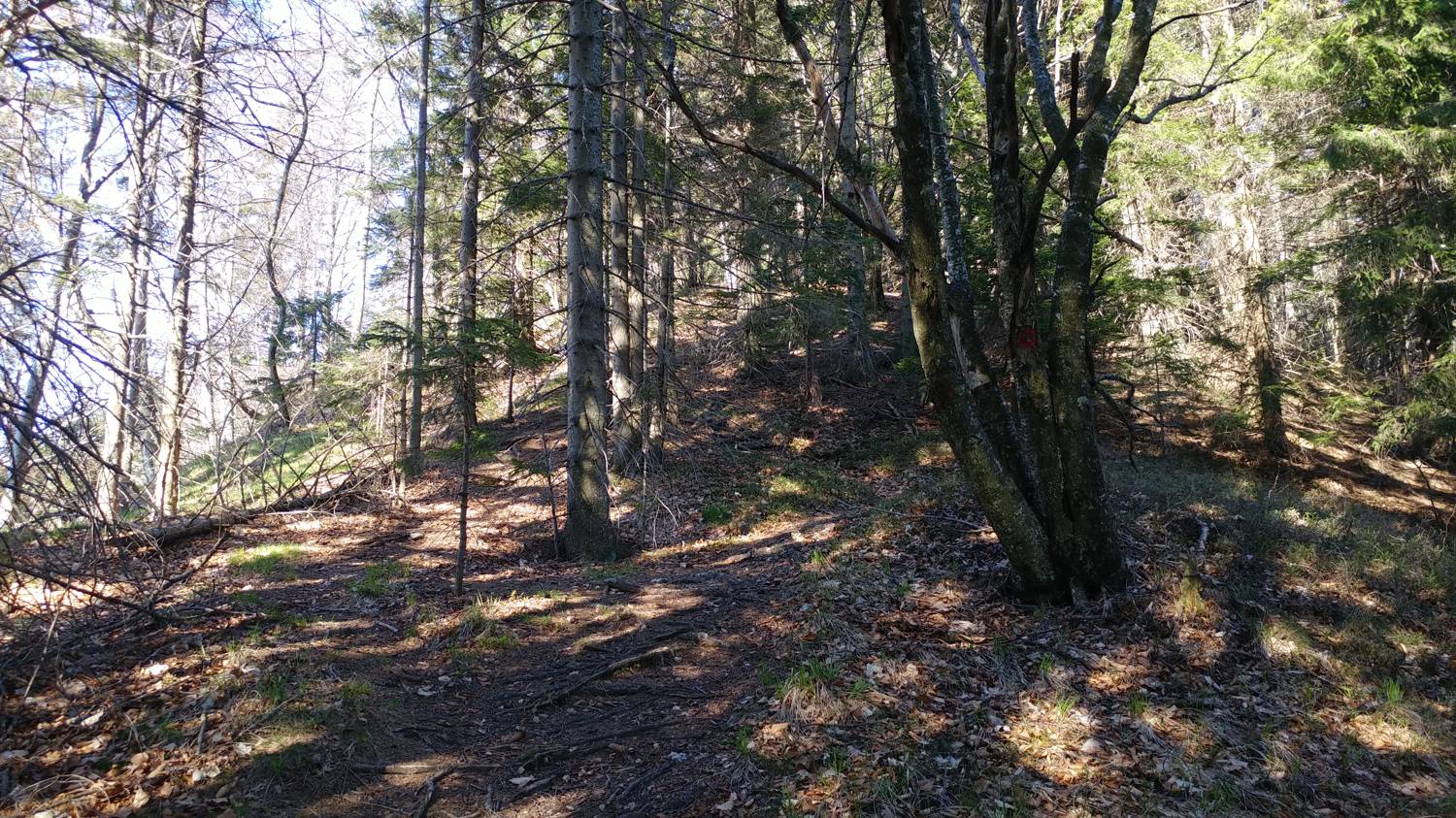 Laze (Gorenja vas) - Črni vrh (smučišče Cerkno) slika 17