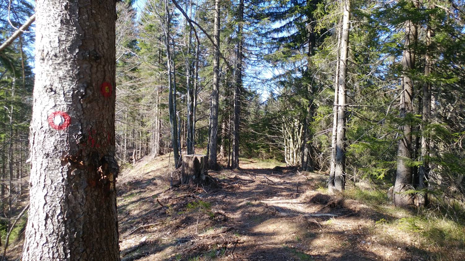 Laze (Gorenja vas) - Črni vrh (smučišče Cerkno) slika 19