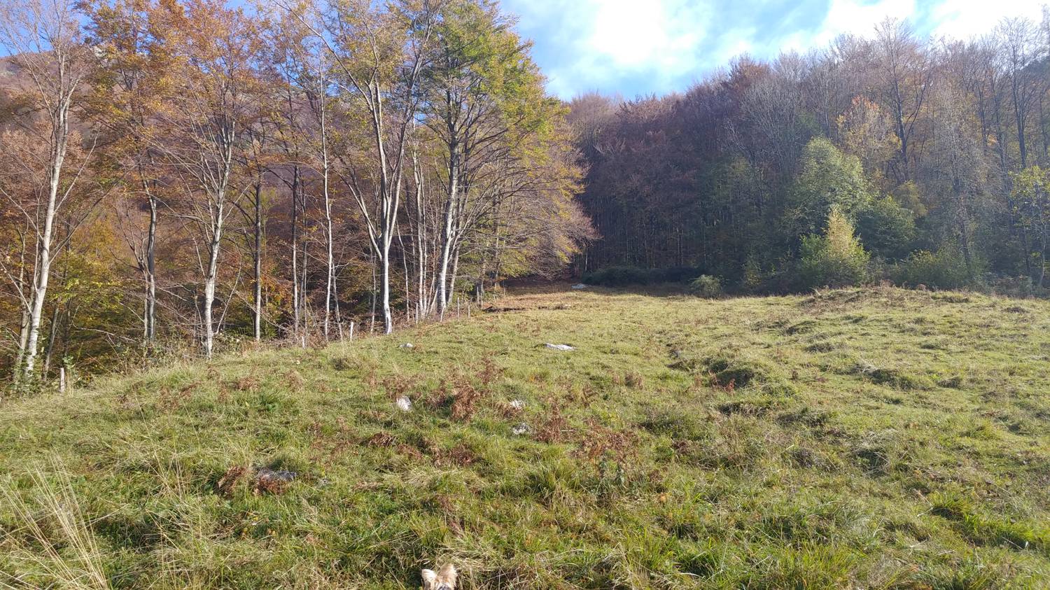 Čadrg - Grušnica (Mohor) slika 12