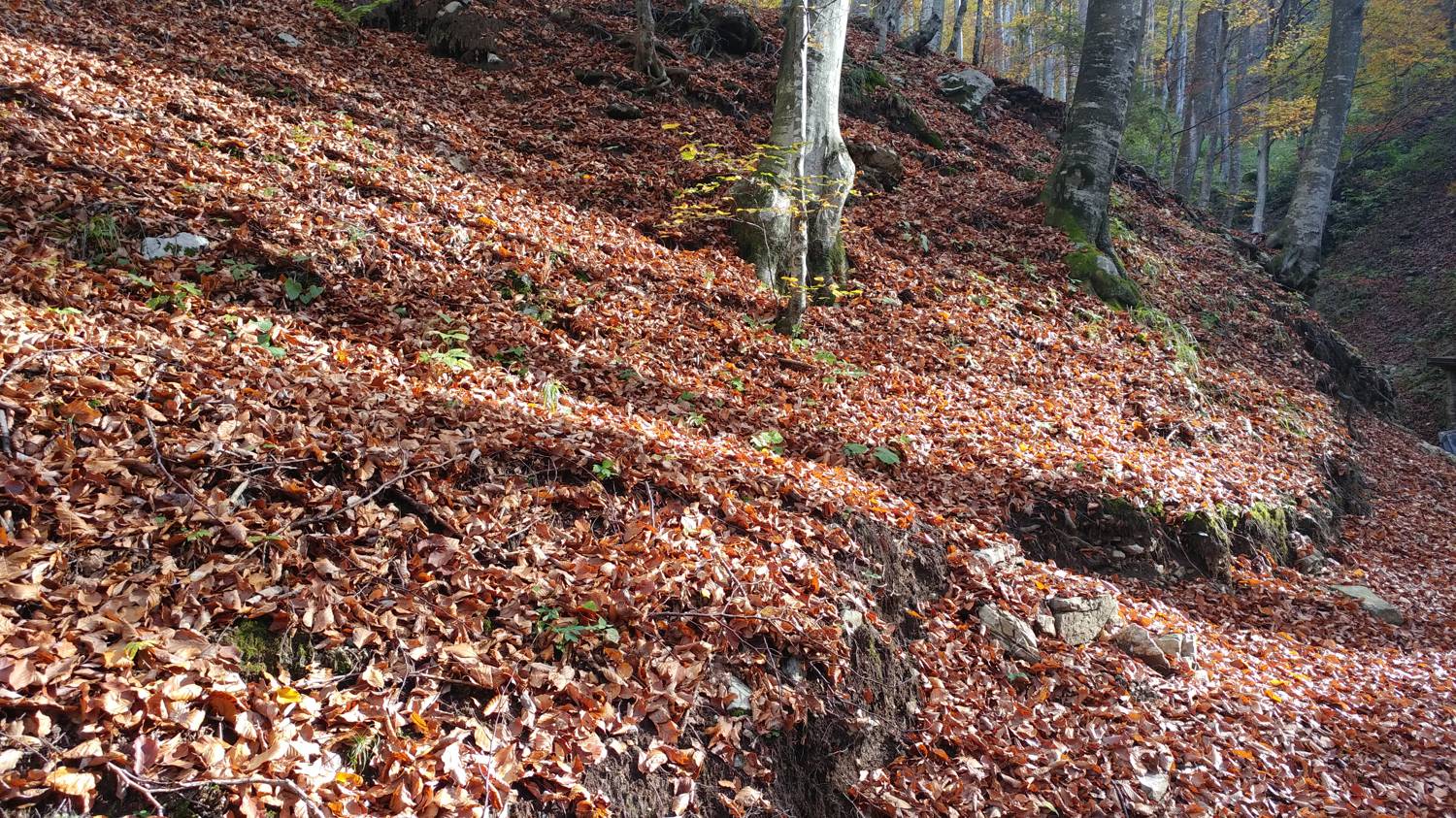 Čadrg - Grušnica (Mohor) slika 16