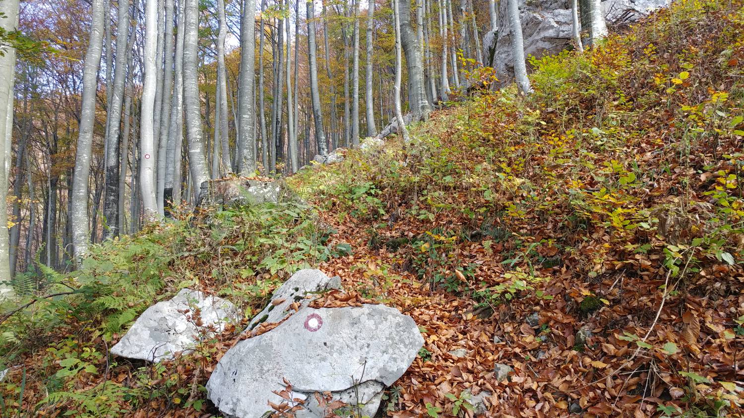 Čadrg - Tolminski Migovec slika 18