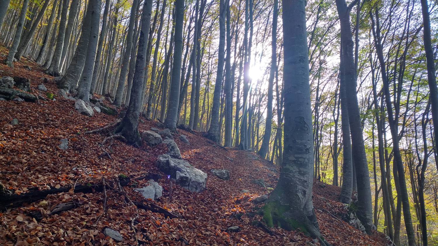 Čadrg - Grušnica (Mohor) slika 21