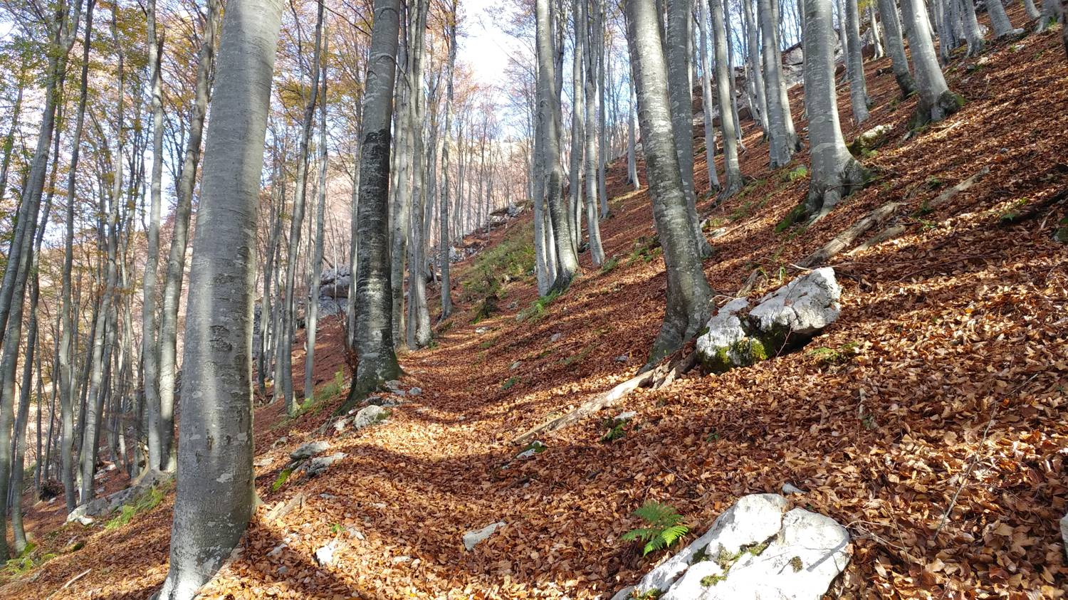 Čadrg - Grušnica (Mohor) slika 22