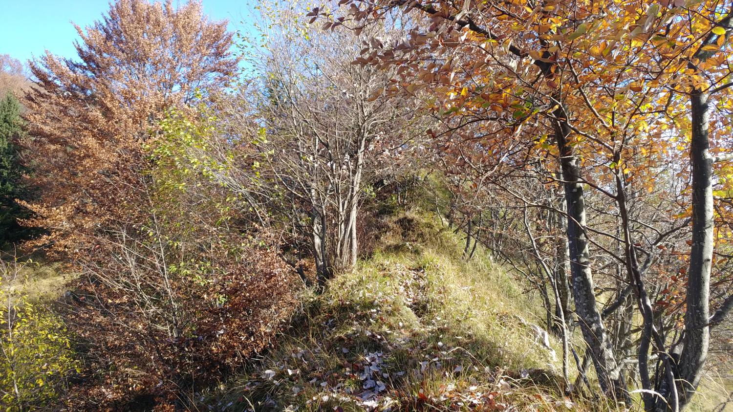 Čadrg - Grušnica (Mohor) slika 33