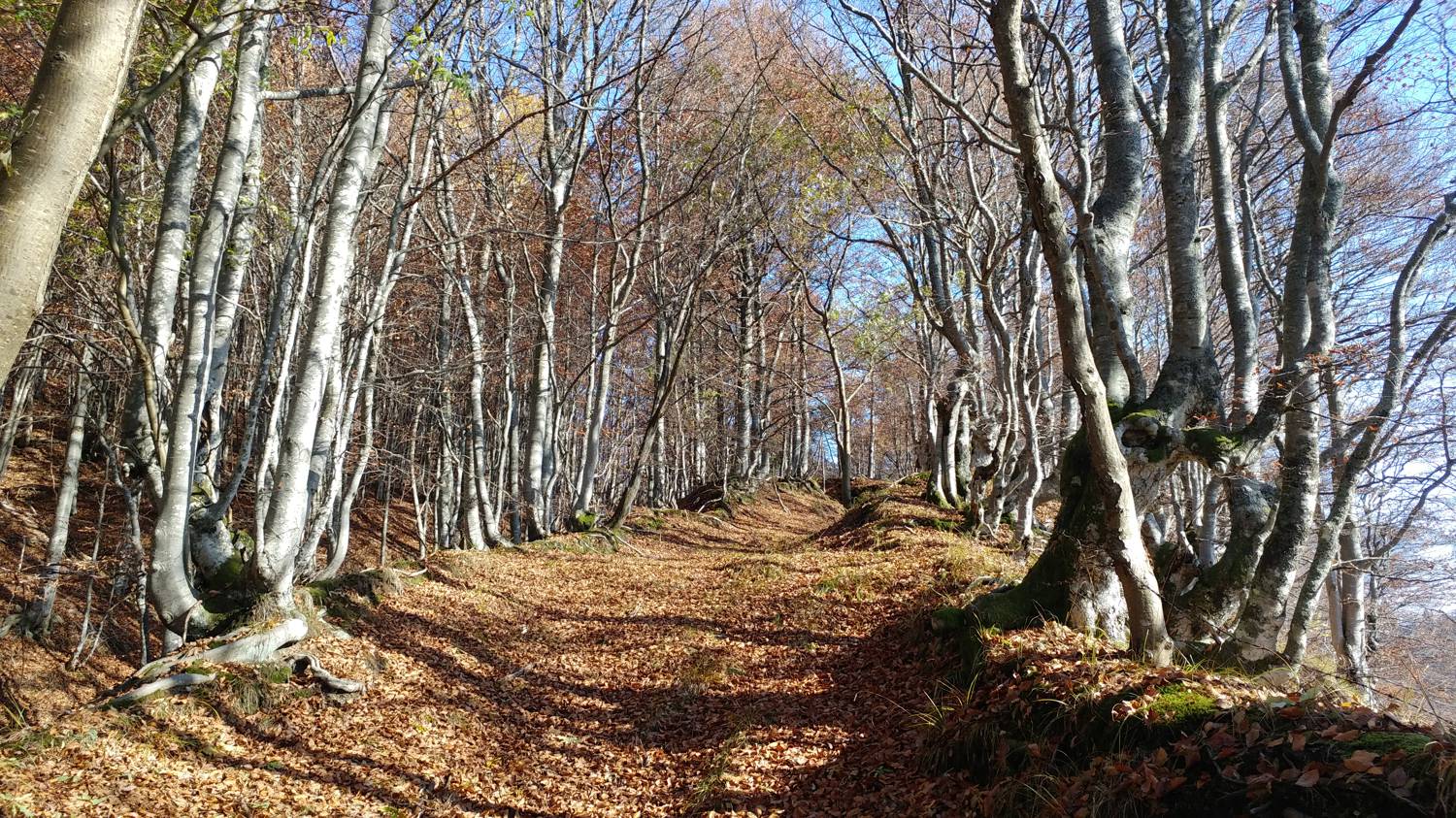 Čadrg - Tolminski Migovec slika 37