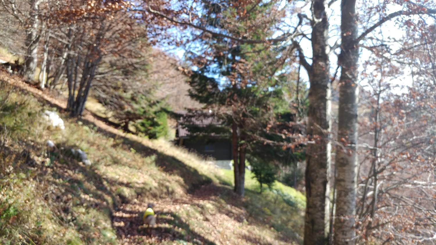 Čadrg - Tolminski Migovec slika 43