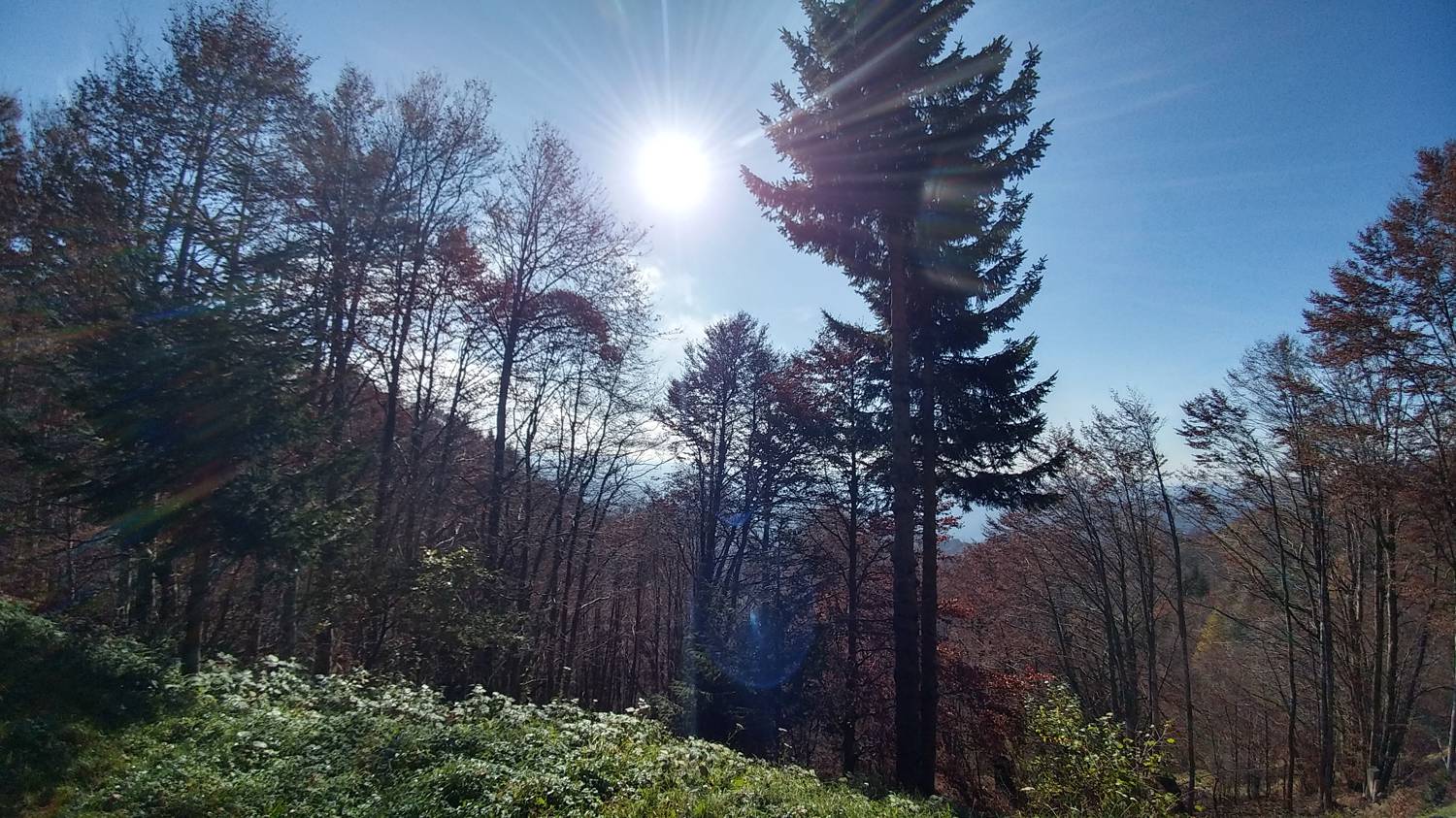 Čadrg - Grušnica (Mohor) slika 46