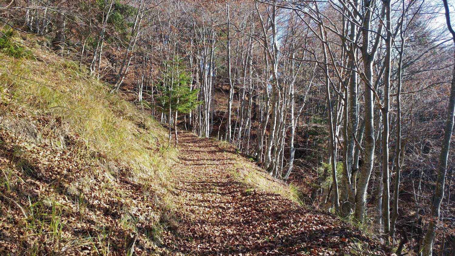 Čadrg - Grušnica (Mohor) slika 48
