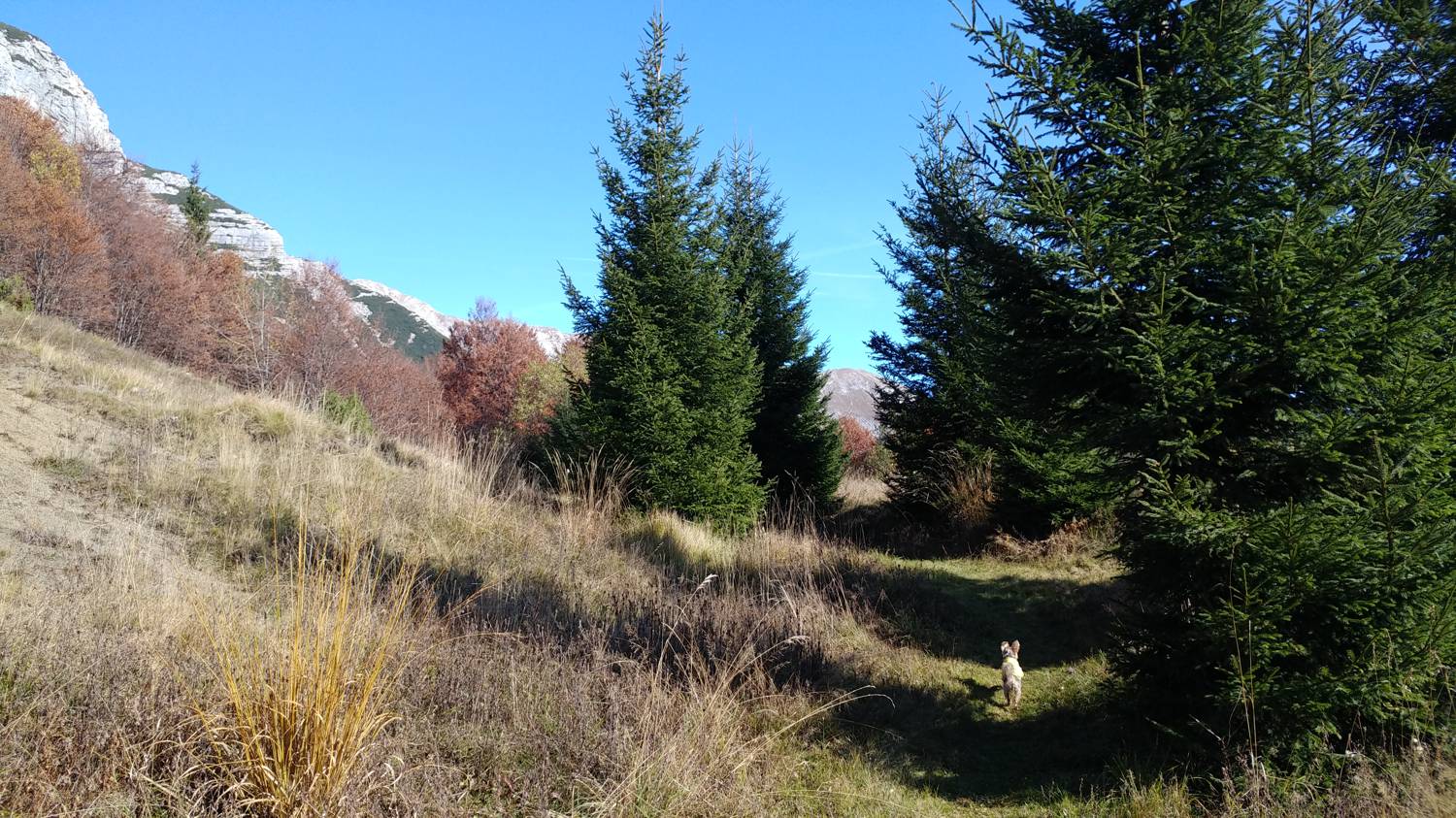 Čadrg - Grušnica (Mohor) slika 50