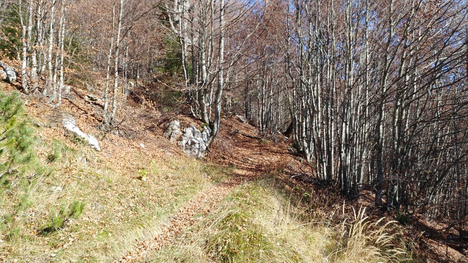 Čadrg - Grušnica (Mohor) slika 55