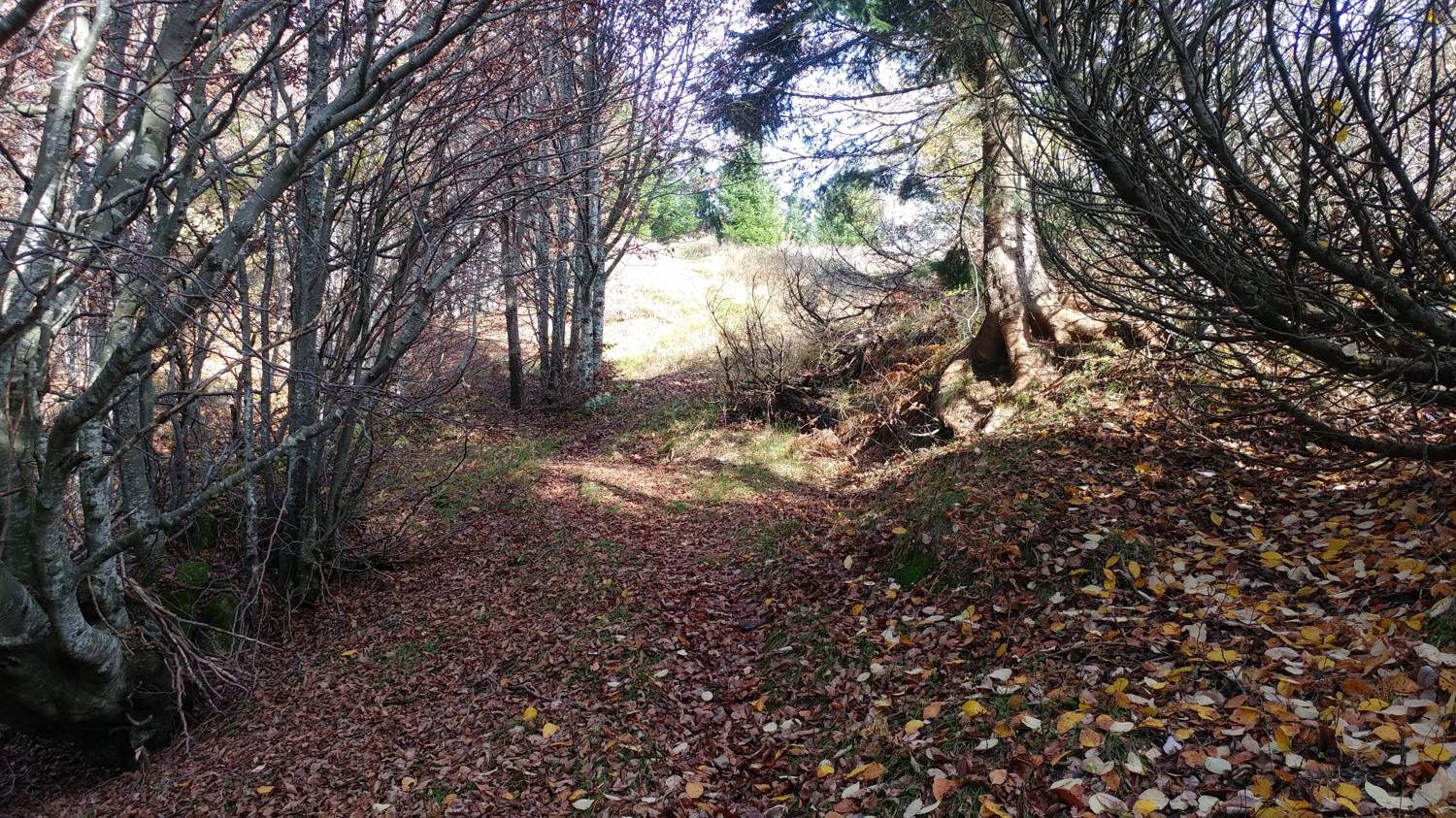 Čadrg - Grušnica (Mohor) slika 39