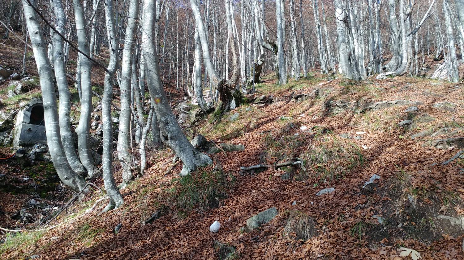 Čadrg - Grušnica (Mohor) slika 37