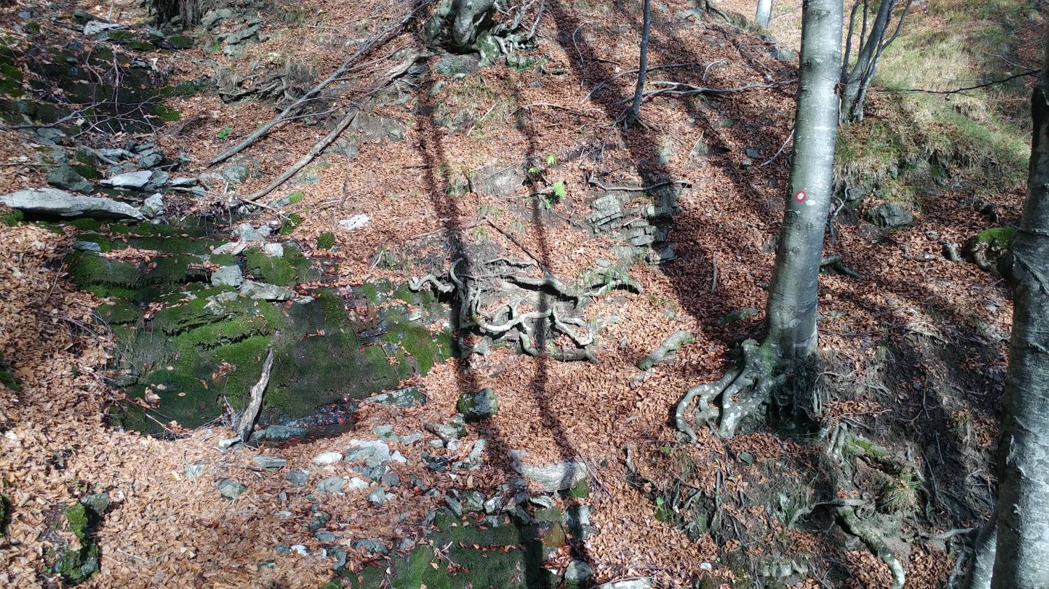 Čadrg - Grušnica (Mohor) slika 35