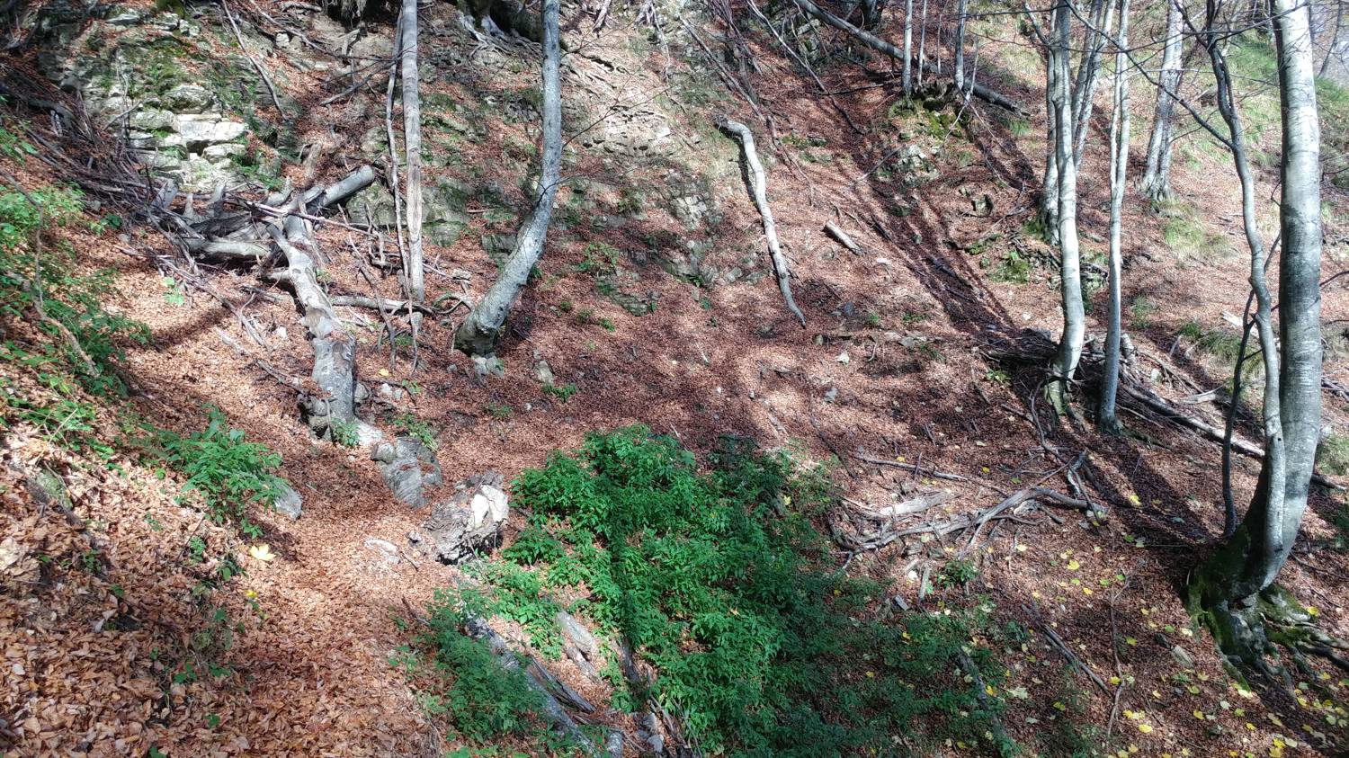 Čadrg - Grušnica (Mohor) slika 33