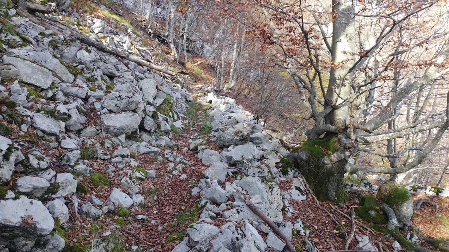 Čadrg - Grušnica (Mohor) slika 32