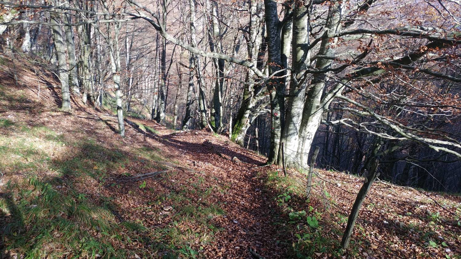 Čadrg - Grušnica (Mohor) slika 27