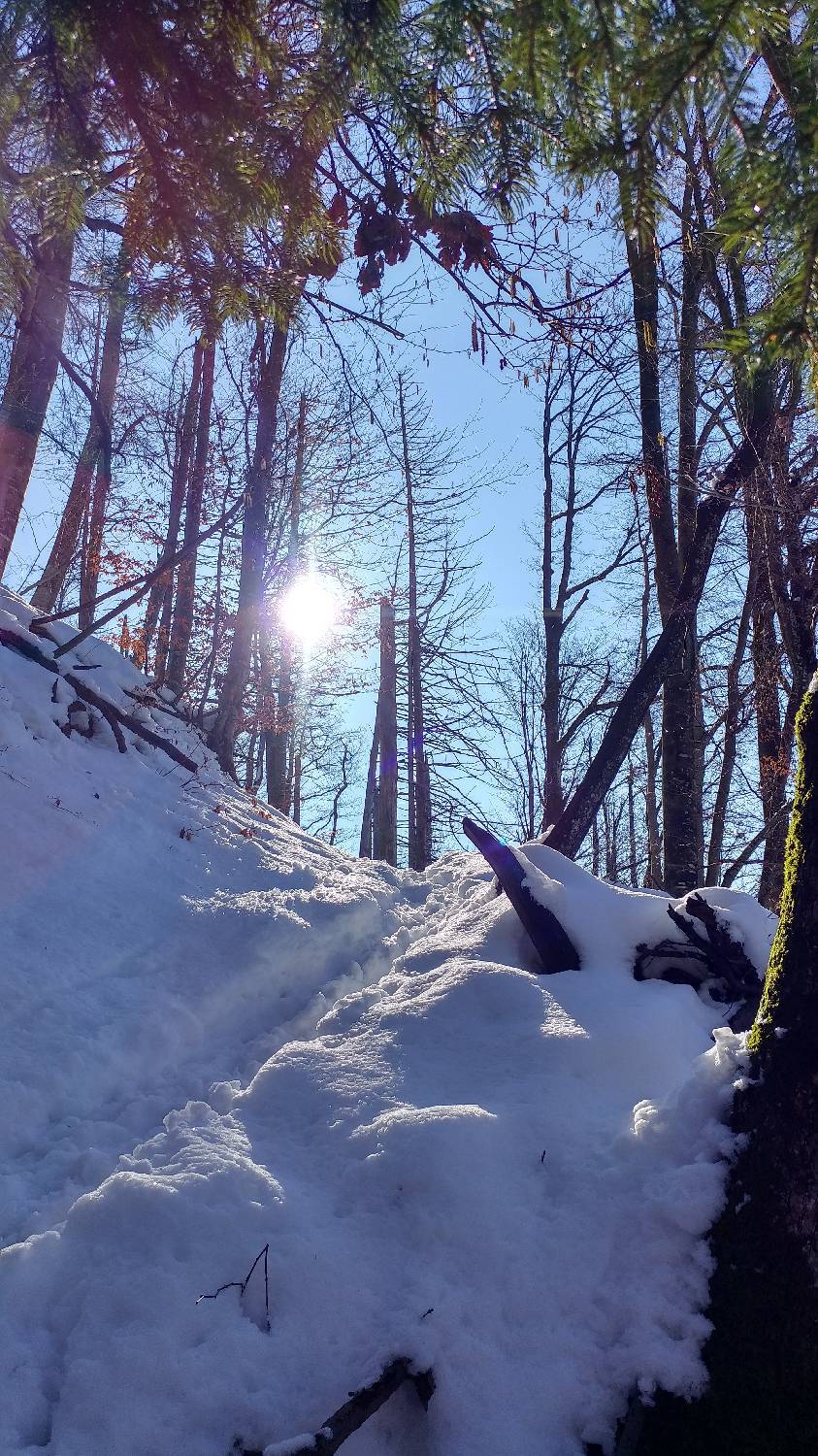 Parkirišče nad Žabčami - Planina Lom slika 14