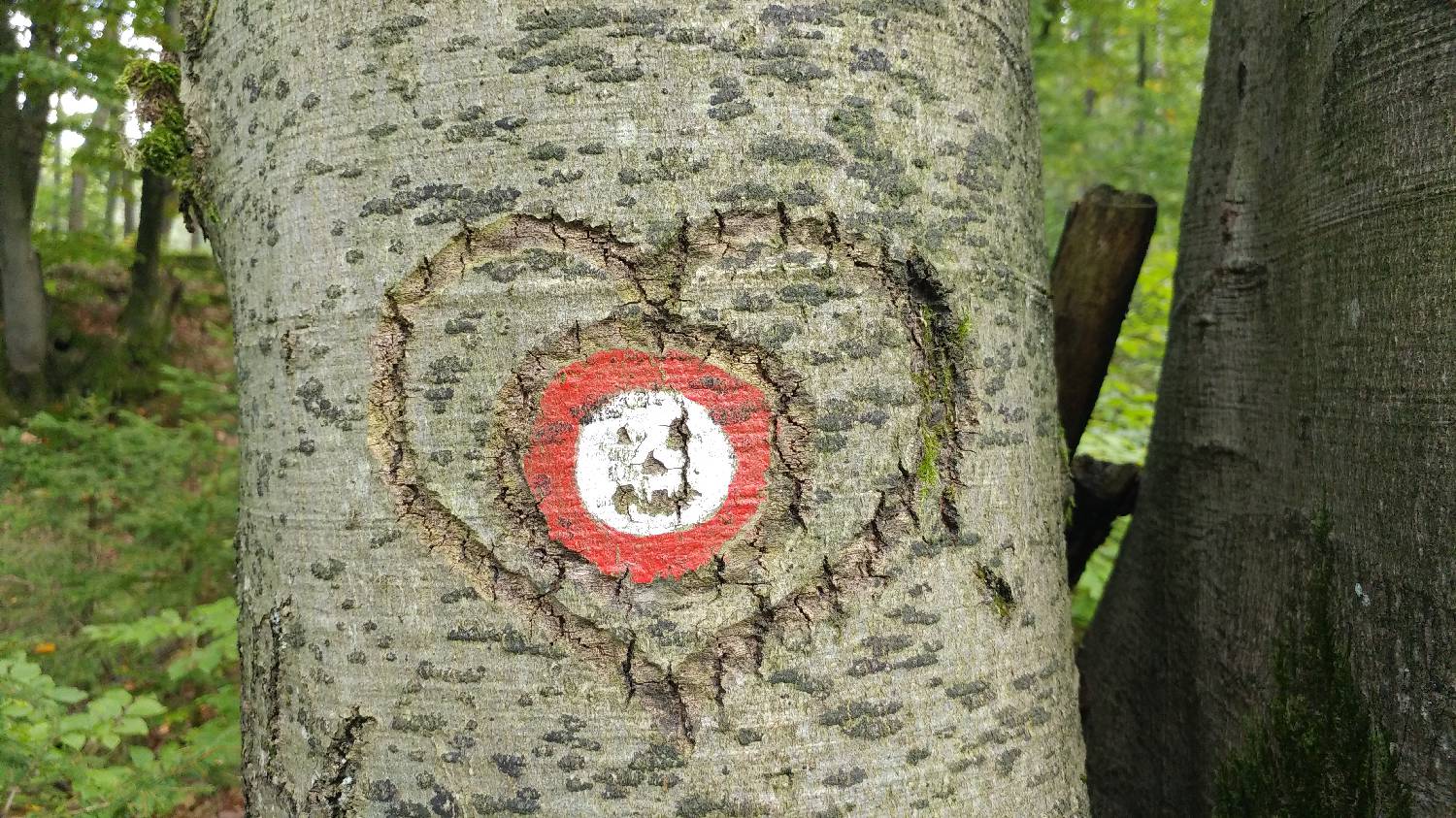 Ljubljana Podutik - Toško Čelo slika 4