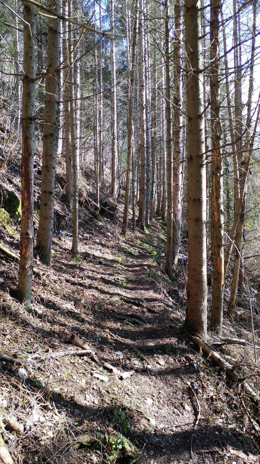 Parkirišče nad Žabčami - Planina Lom slika 8