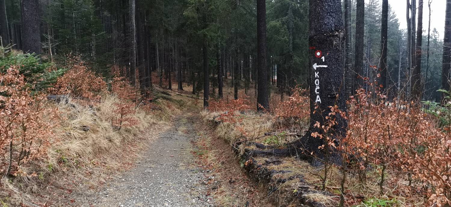 Koča na Pesku - Koča na Klopnem vrhu slika 13