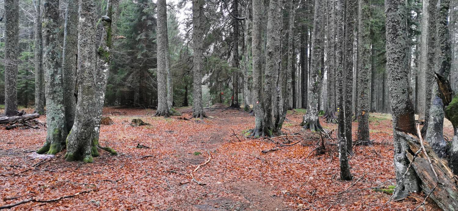 Koča na Pesku - Klopni vrh slika 28