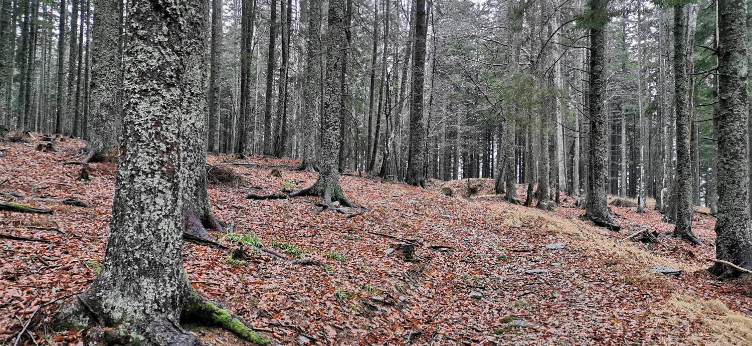 Koča na Pesku - Klopni vrh slika 25