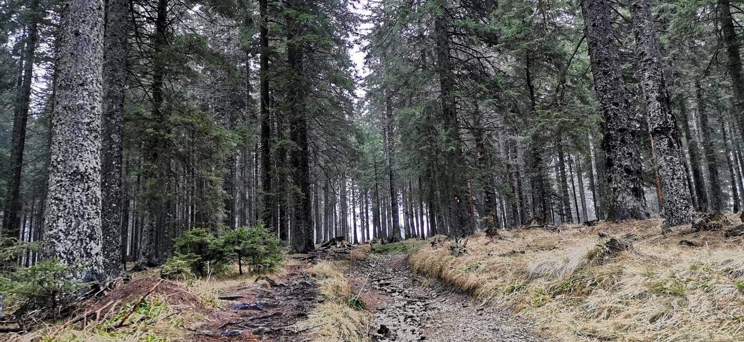 Koča na Pesku - Koča na Klopnem vrhu slika 11