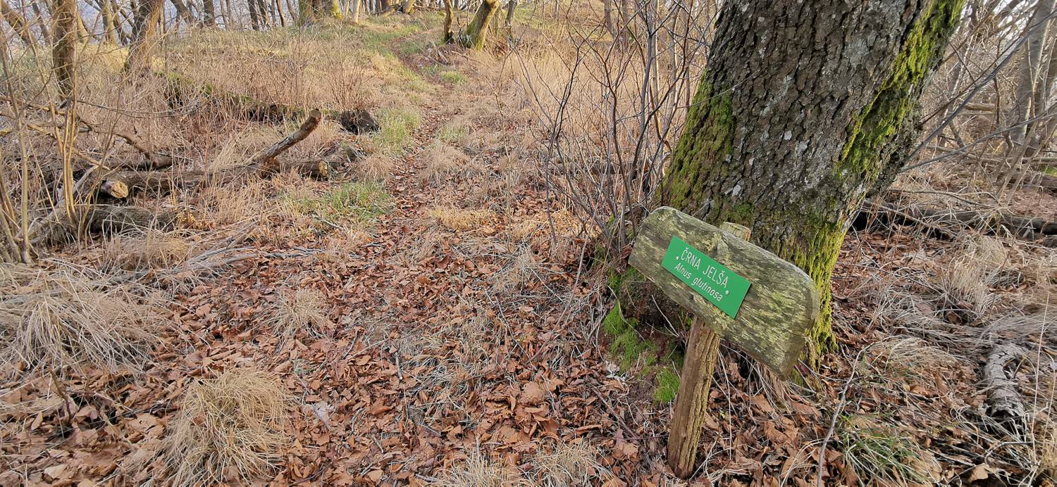 Avško - Čičer slika 19