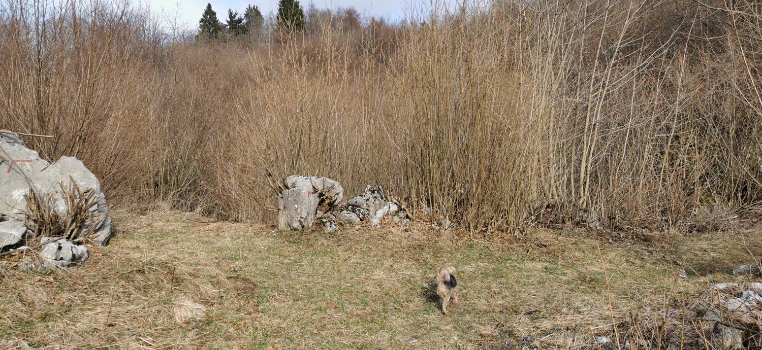Cvetrež - Lašček slika 16