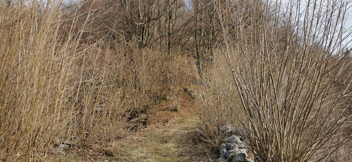 Cvetrež - Lašček slika 17