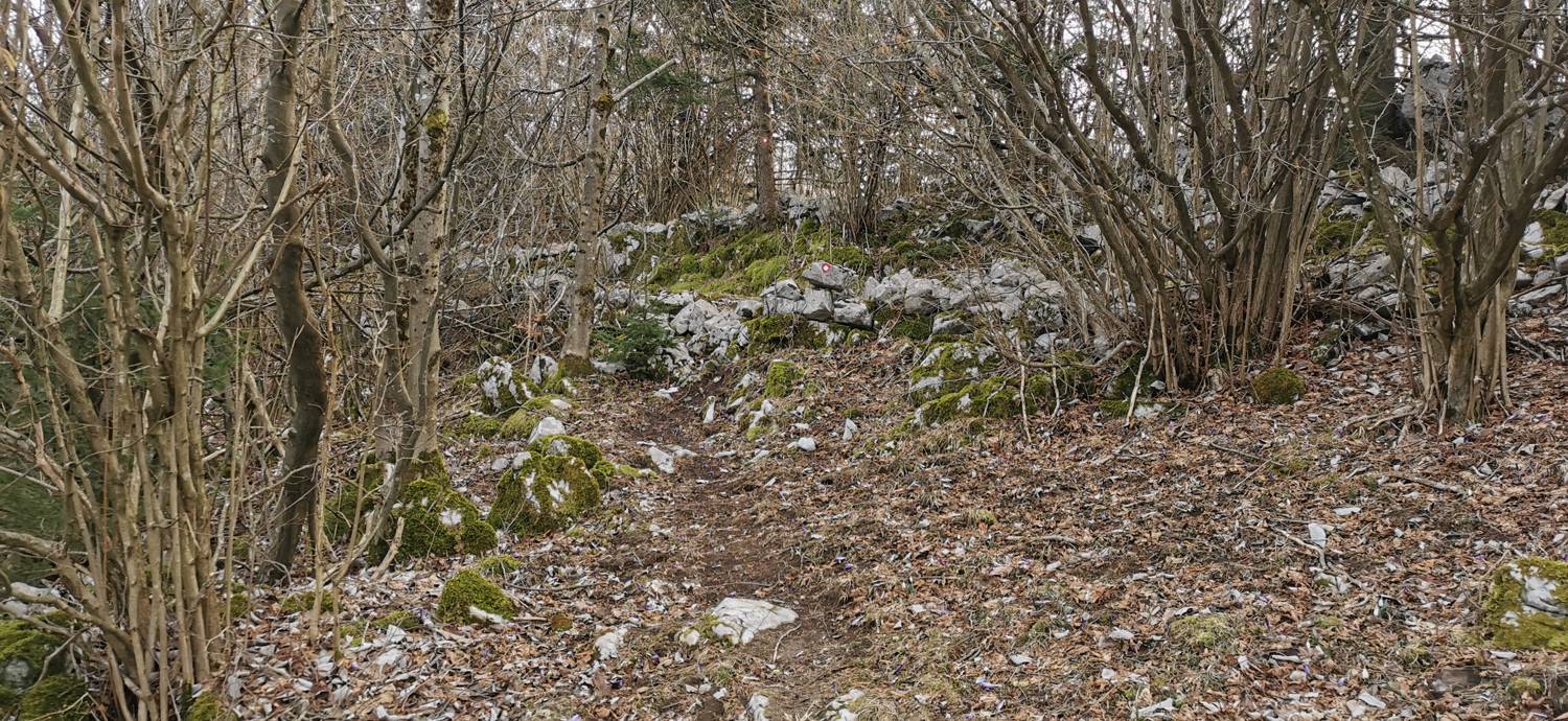 Cvetrež - Lašček slika 23