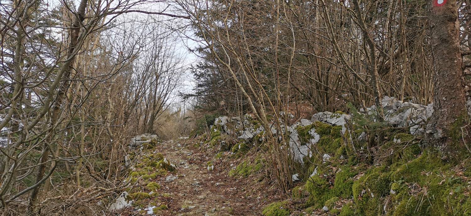 Cvetrež - Lašček slika 24