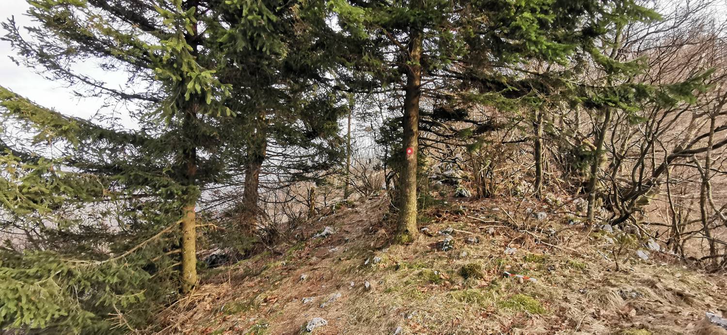 Cvetrež - Lašček slika 27